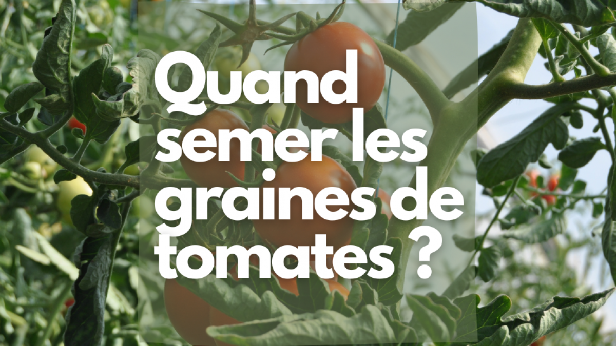 Quand faut-il semer les graines de Tomates ? | Graines-de-bambous.fr
