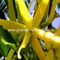 ylang-ylang-cananga-odorata-www-graines-de-bambous-fr-1.jpg