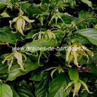 ylang-ylang-cananga-odorata-www-graines-de-bambous-fr.jpg