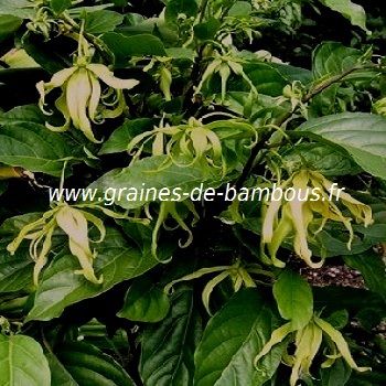 ylang-ylang-cananga-odorata-www-graines-de-bambous-fr.jpg