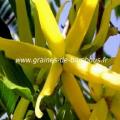Ylang ylang cananga odorata www graines de bambous fr 