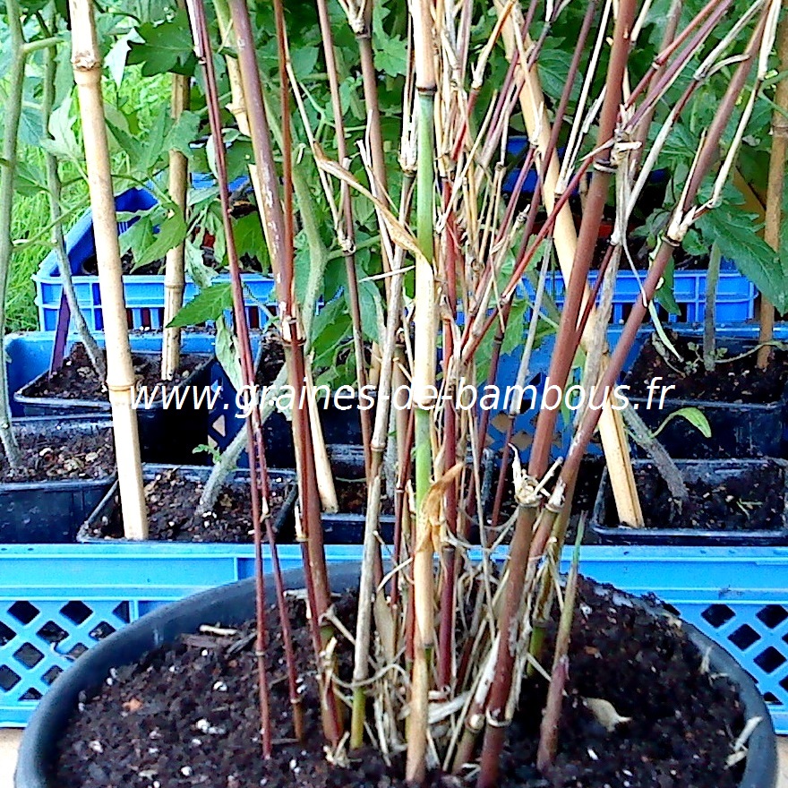 Yushania fungosa f dadong 5 litres 1 plant graines de bambous fr