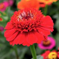 Zinnia cinderella 1