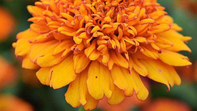 Graines de Fleurs - Association au potager