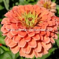 Zinnia couleur saumon