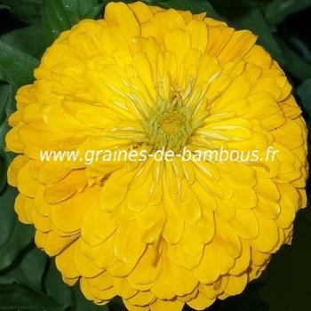 Cosmos Orange Crest GRAINES DE BAMBOUS