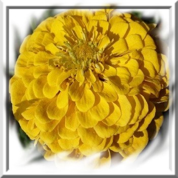 zinnia-jaune-canari-www-graines-de-bambous-fr-www-grainesdebambous-com.jpg