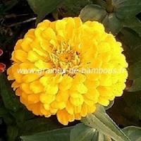 Zinnia jaune