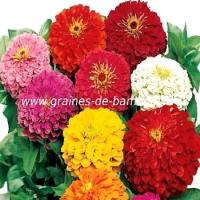 Zinnia lilliput fleur couleur mix