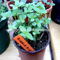 zinnia-mix-lilliput-semis-www-graines-de-bambous-fr.jpg