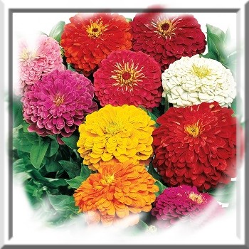 zinnia-mix-lilliput-www-graines-de-bambous-fr-www-grainesdebambous-com.jpg