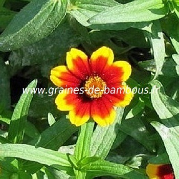 Zinnia persian carpet graines de bambous fr