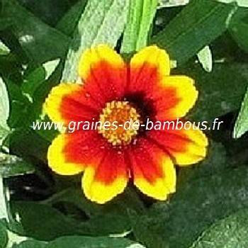 Zinnia persian carpet graines de fleurs