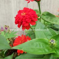 Zinnia rouge ecarlate graines de bambous fr 1