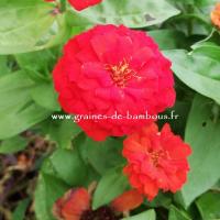 Zinnia rouge ecarlate graines de bambous fr 2