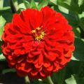 Zinnia scarlet graines de bambous fr 2