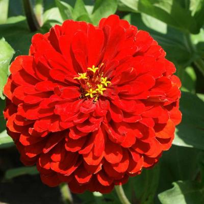 Zinnia scarlet graines de bambous fr 2