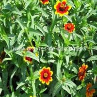 zinnia-tapis-persan-www-graines-de-bambous-fr-1.jpg