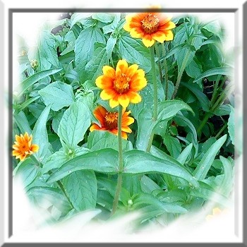zinnia-tapis-persan-www-graines-de-bambous-fr-www-grainesdebambous-com.jpg