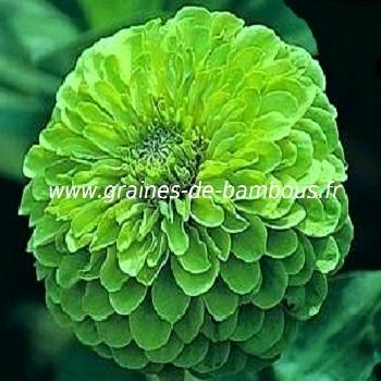 zinnia-vert-rare-www-graines-de-bambous-fr-1.jpg