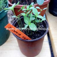 zinnia-vert-semis-www-graines-de-bambous-fr.jpg