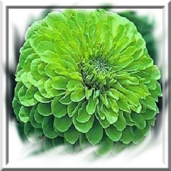 zinnia-vert-www-graines-de-bambous-fr-www-graines-de-bambous-com.jpg