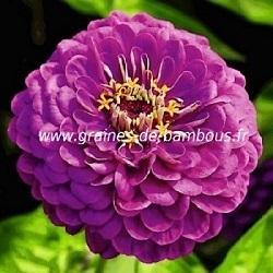 Zinnia violet graines semences