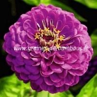 Zinnia violet graines