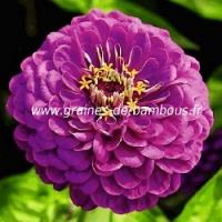 Zinnia violet graines