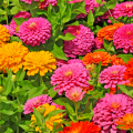 Zinnias mix nain graines de bambous 2 