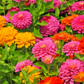 Zinnias mix nain graines de bambous 2